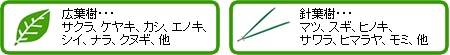 広葉樹・針葉樹に分けてください